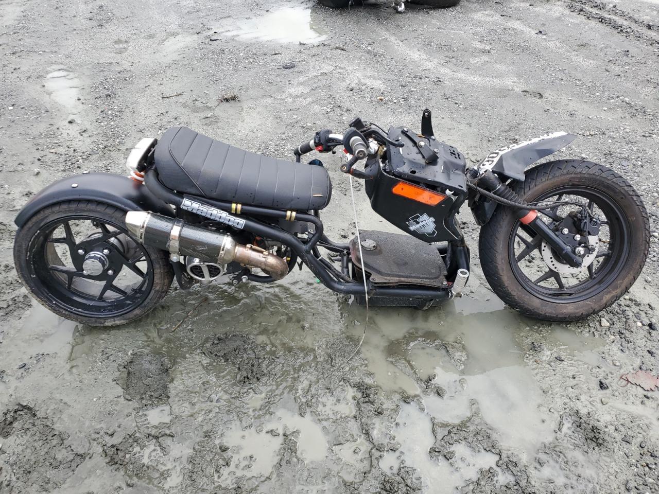 Daix Icebear Image 1