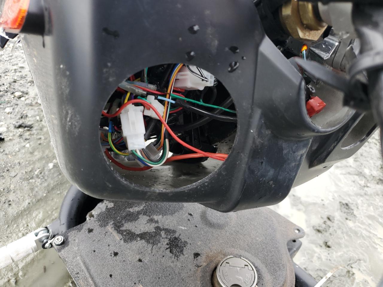 Daix Icebear Image 8