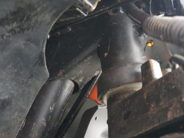 Daix Icebear Image 6